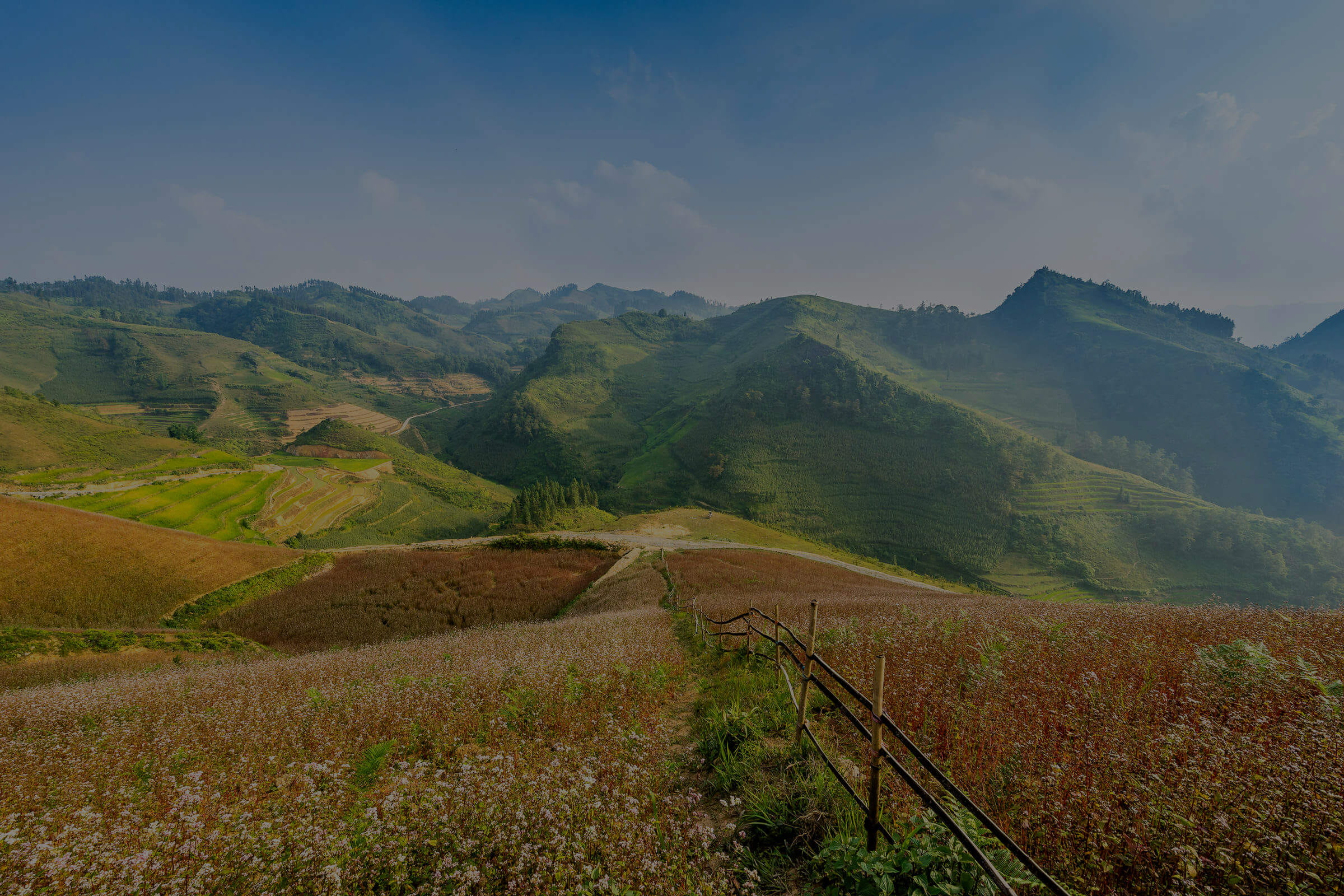 Sung La Buckwheat Flower Field